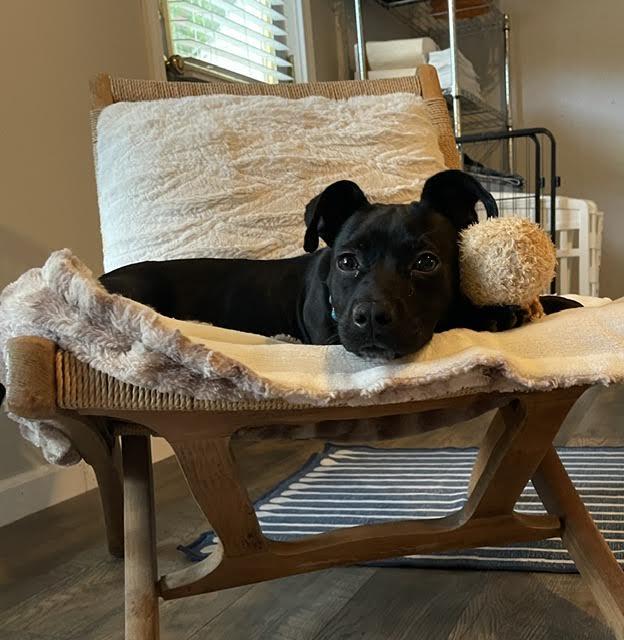 Starling, a ADOPTABLE mixed breed in Cumming, GA image 4/6