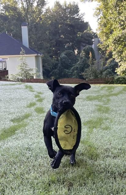 Enlarge Starling, a Adoptable mixed breed in Cumming, GA image 3/6