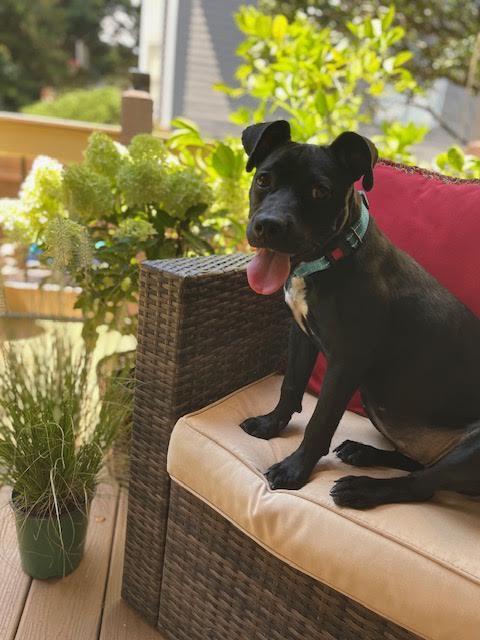 Enlarge Starling, a Adoptable mixed breed in Cumming, GA image 6/6