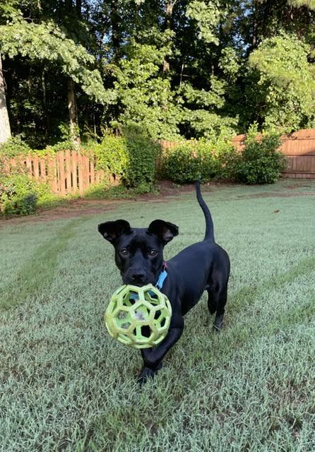 Enlarge Starling, a Adoptable mixed breed in Cumming, GA image 4/6