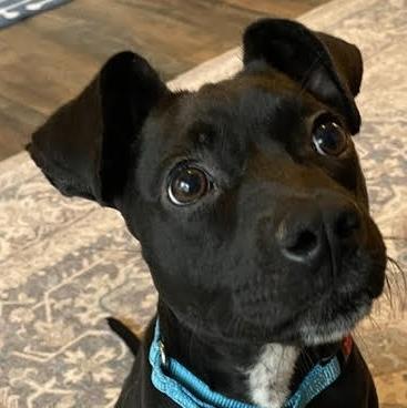 Starling, ADOPTABLE, Puppy Female Terrier.