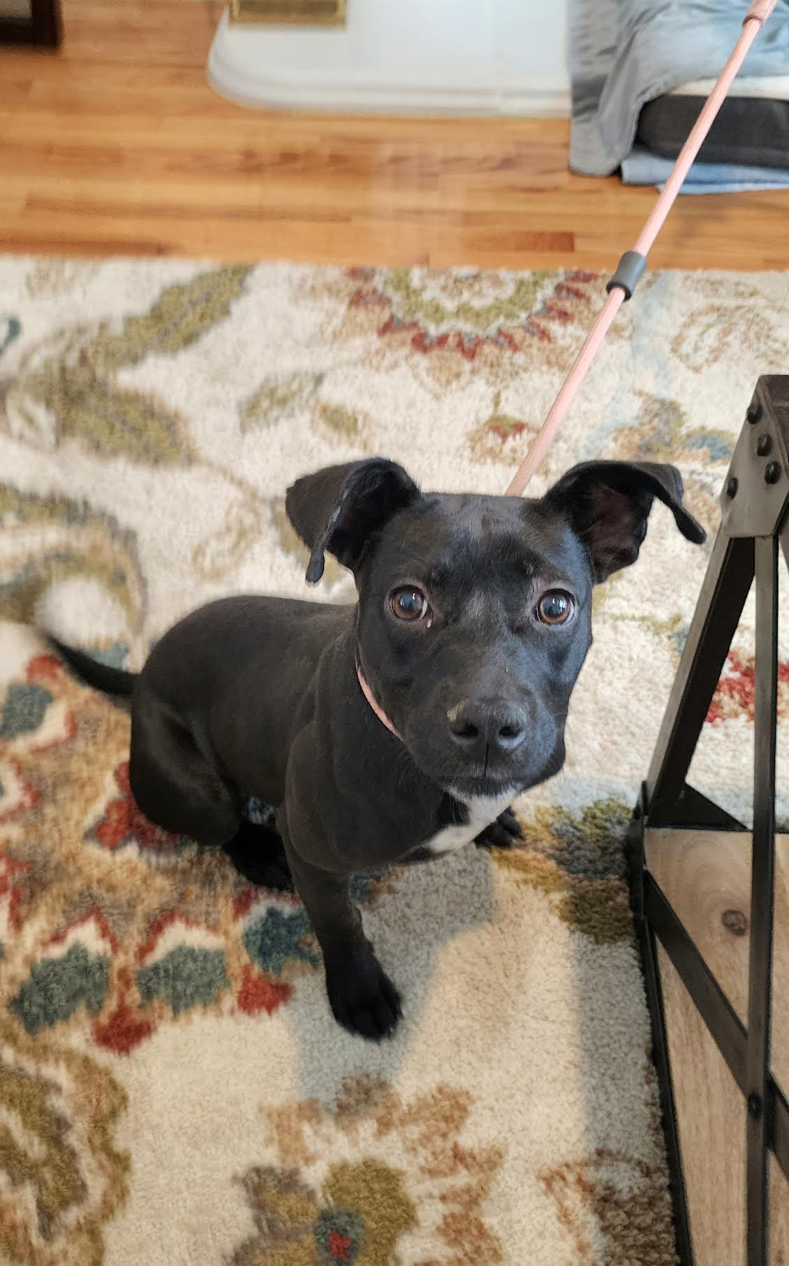 Starling, a ADOPTABLE mixed breed in Cumming, GA image 6/6