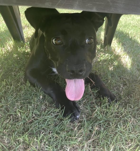 Enlarge Starling, a Adoptable mixed breed in Cumming, GA image 2/6