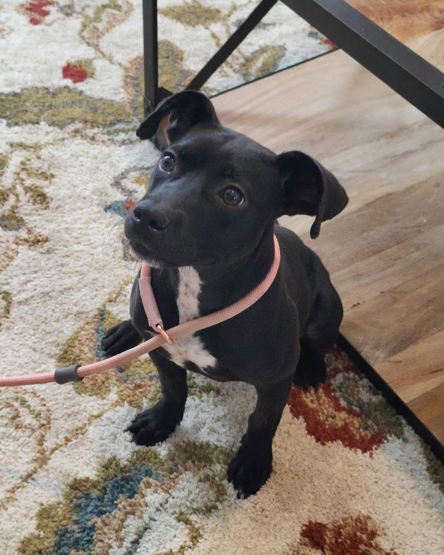 Starling, a ADOPTABLE mixed breed in Cumming, GA image 3/6
