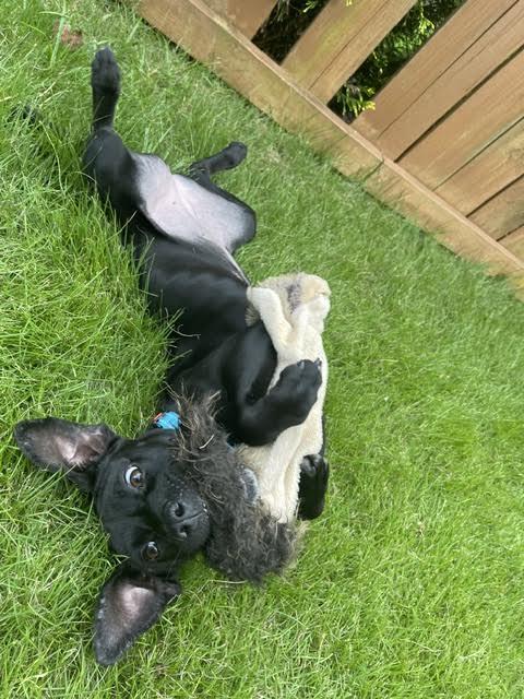 Starling, a ADOPTABLE mixed breed in Cumming, GA image 5/6