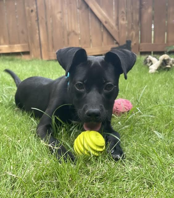 Starling, a ADOPTABLE mixed breed in Cumming, GA image 2/6