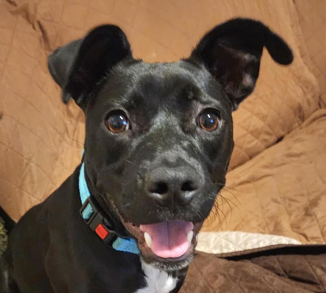 Starling, Adoptable, Puppy Female Terrier.