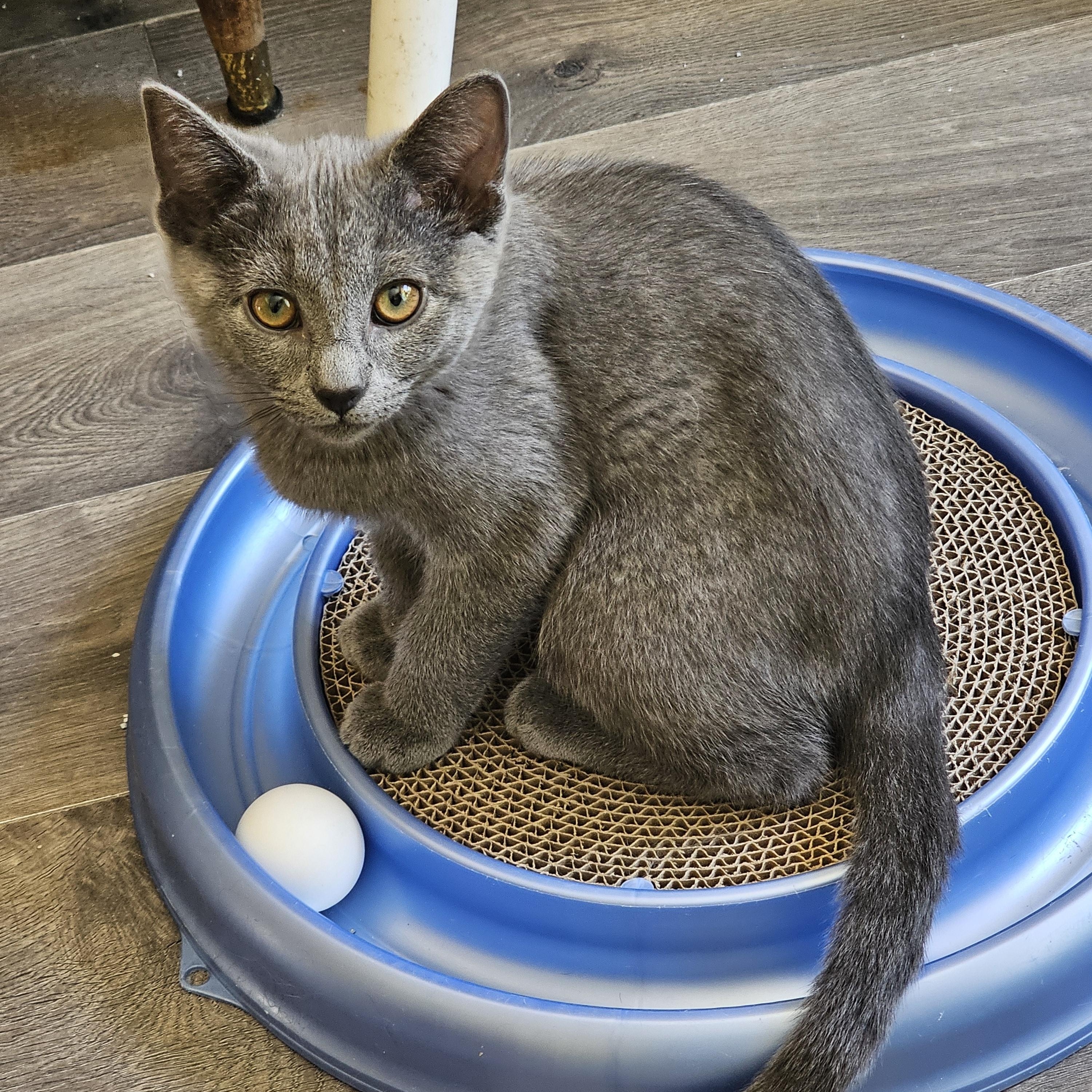 Dusty, a Adoptable Domestic Short Hair in Mount Rainier, MD image 1/4