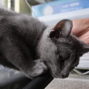 Dusty, a Adoptable Domestic Short Hair in Mount Rainier, MD image 2/4