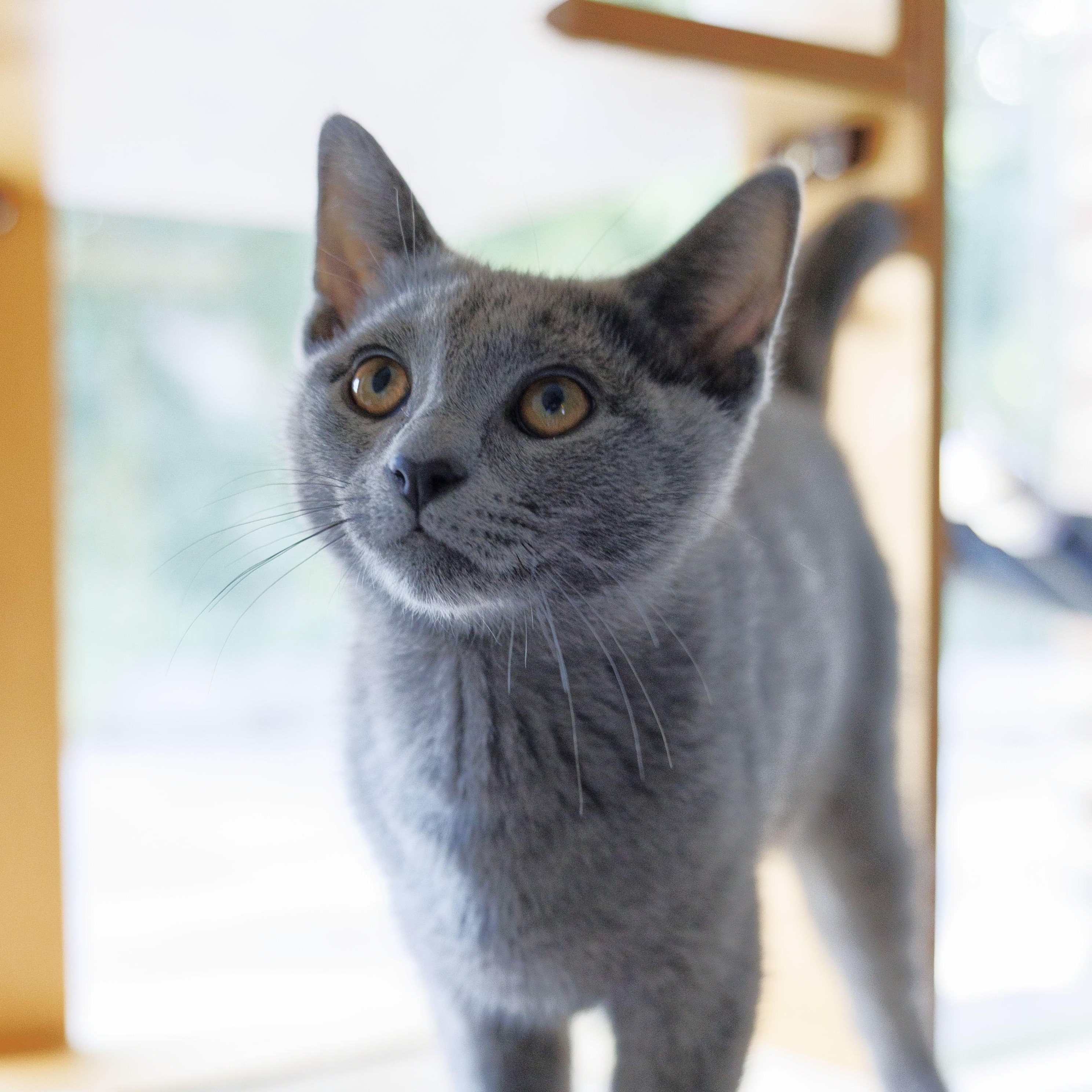Dusty, Adoptable, Kitten Male Domestic Short Hair.
