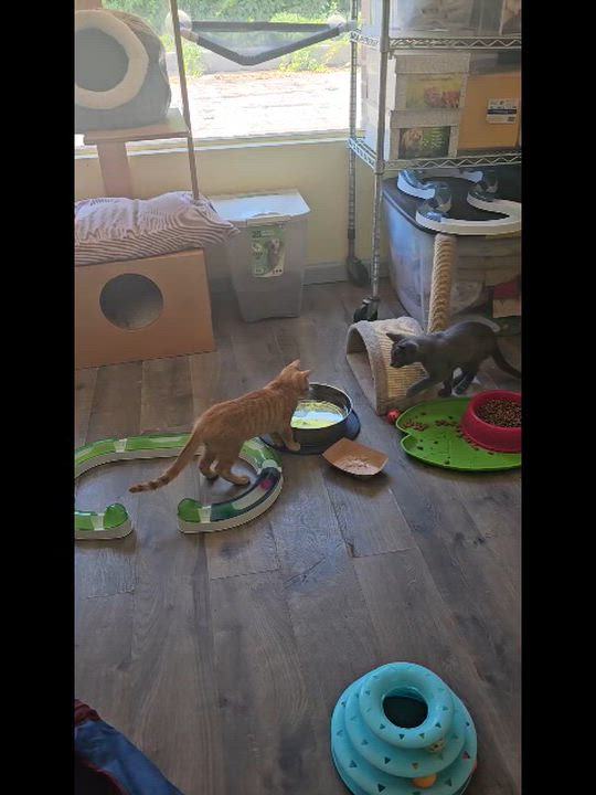 Enlarge Dusty, a Adoptable Domestic Short Hair in Mount Rainier, MD video 3/4