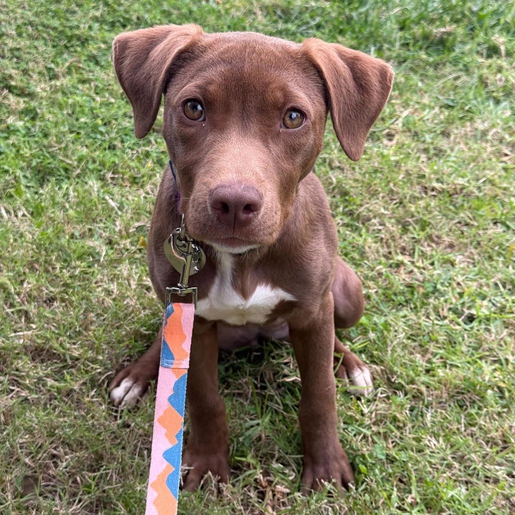 Enlarge Nori Noodle, a Adoptable Pit Bull Terrier in Los Angeles, CA image 1/2