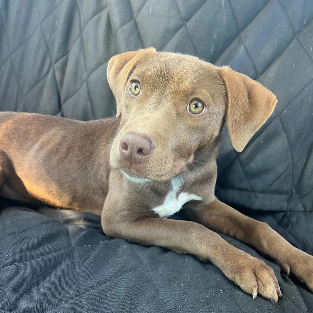 Enlarge Nori Noodle, a Adoptable Pit Bull Terrier in Los Angeles, CA image 2/2