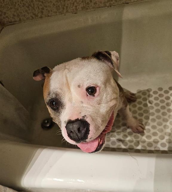DUMPLING, Adoptable, Adult Female American Bulldog & Mixed Breed.