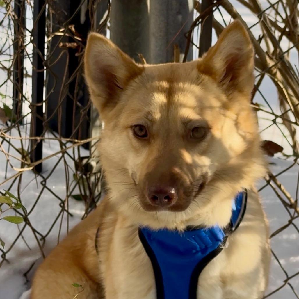 Millie, Adoptable, Young Female Australian Shepherd & Mixed Breed.