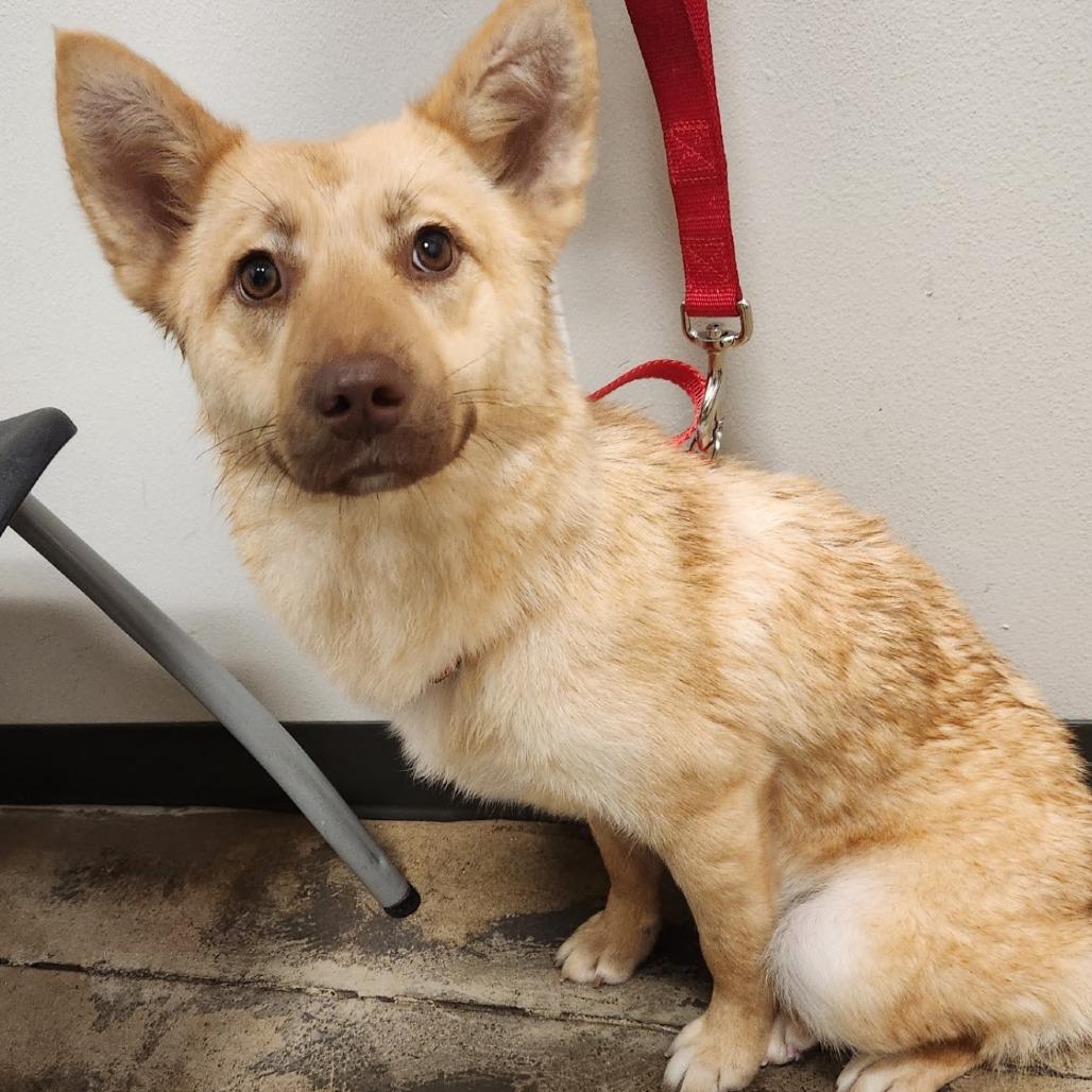 Enlarge Millie, a Adoptable mixed breed in Little Rock, AR image 2/6