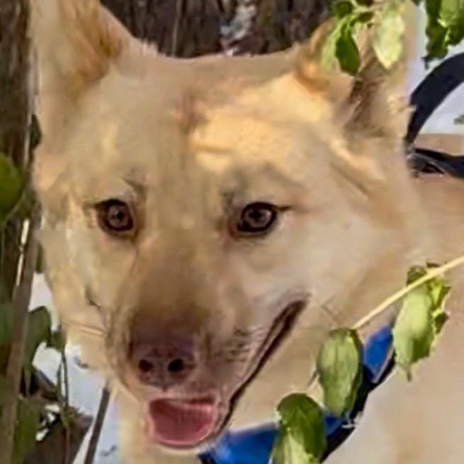 Enlarge Millie, a Adoptable mixed breed in Little Rock, AR image 3/6