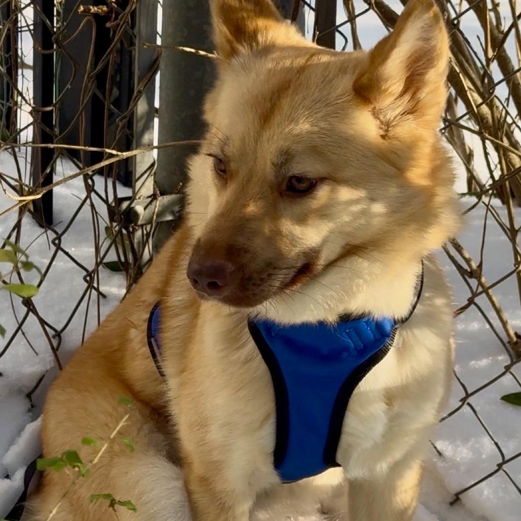 Enlarge Millie, a Adoptable mixed breed in Little Rock, AR image 5/6