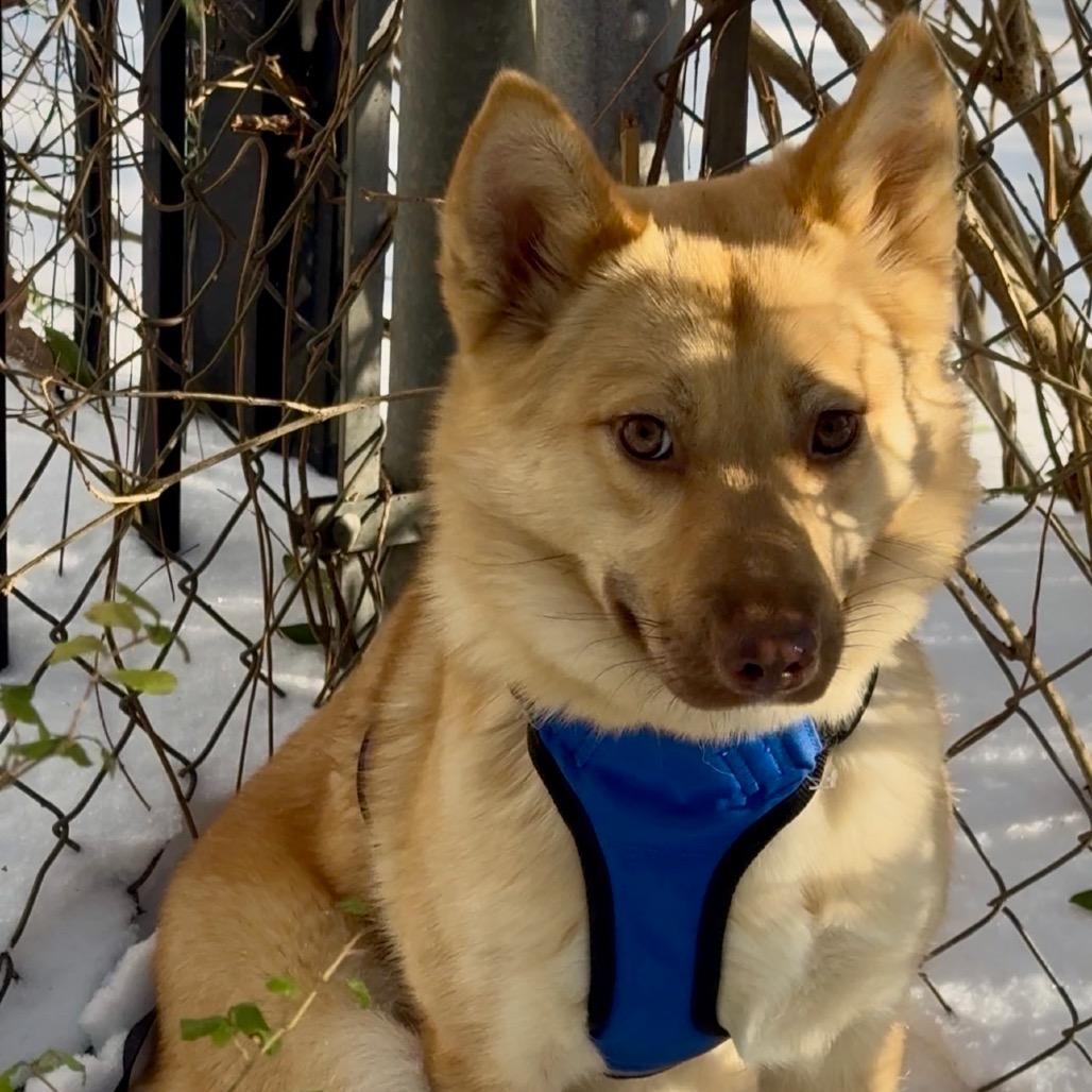 Enlarge Millie, a Adoptable mixed breed in Little Rock, AR image 6/6