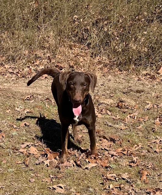 Taffy, a Adoptable mixed breed in Melbourne, AR image 2/2