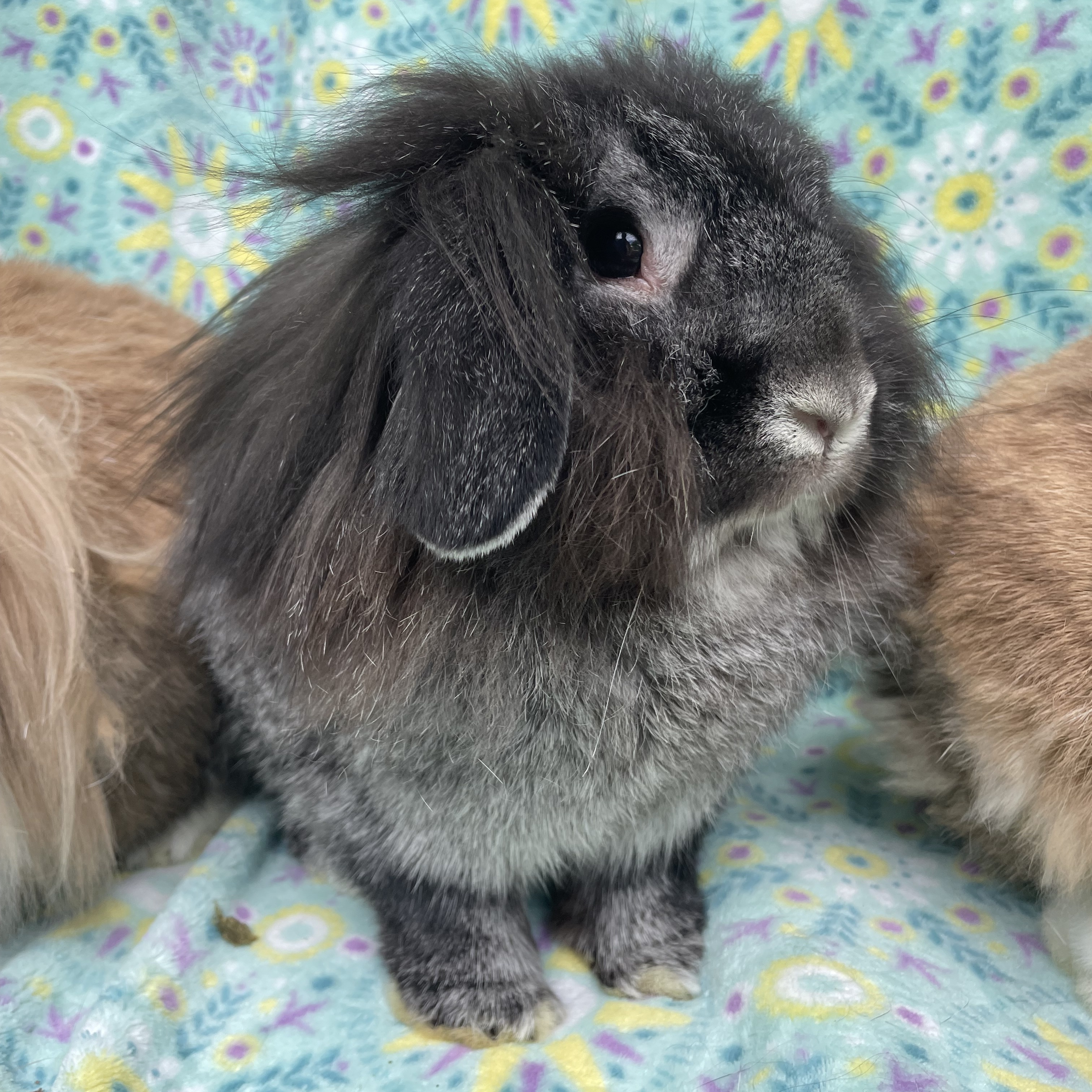 Cocoa, Wrigley, & Cinnamon, a Adoptable mixed breed in Indianapolis, IN image 1/12