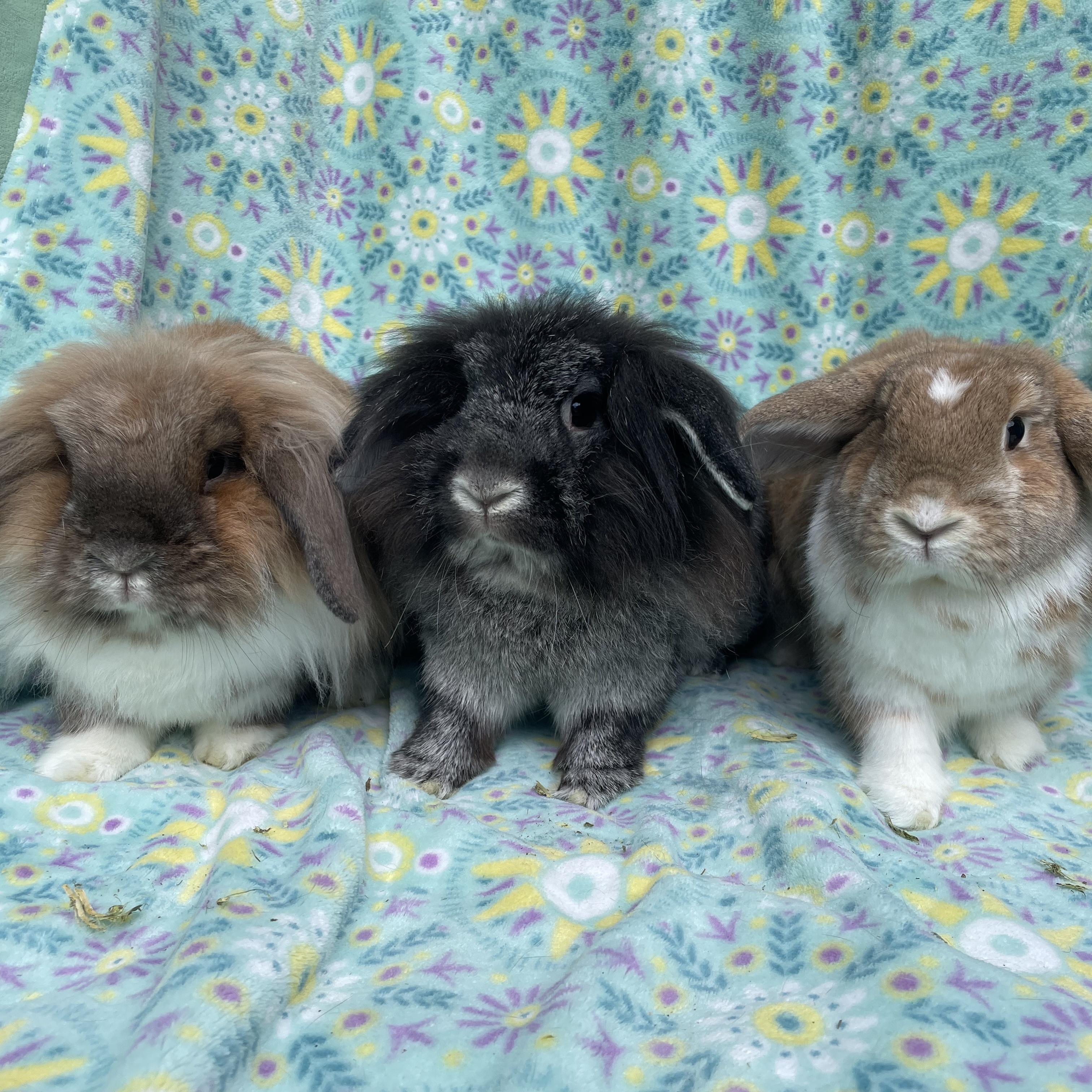 Cocoa, Wrigley, & Cinnamon, a Adoptable mixed breed in Indianapolis, IN image 2/12