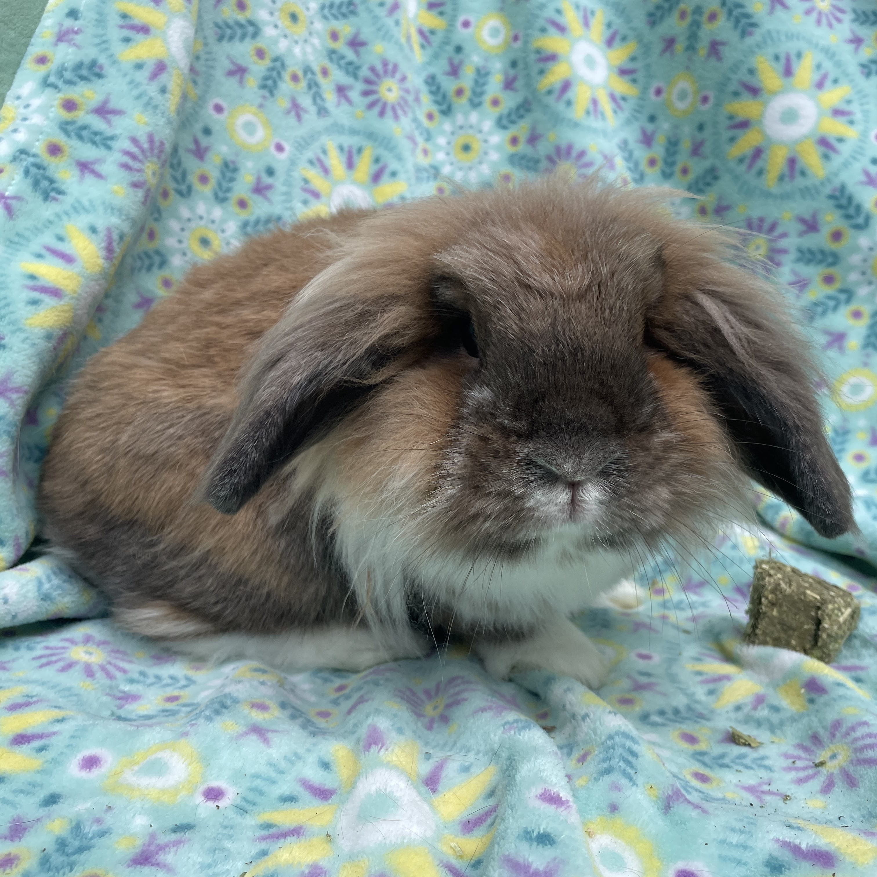 Cocoa, Wrigley, & Cinnamon, a Adoptable mixed breed in Indianapolis, IN image 3/12