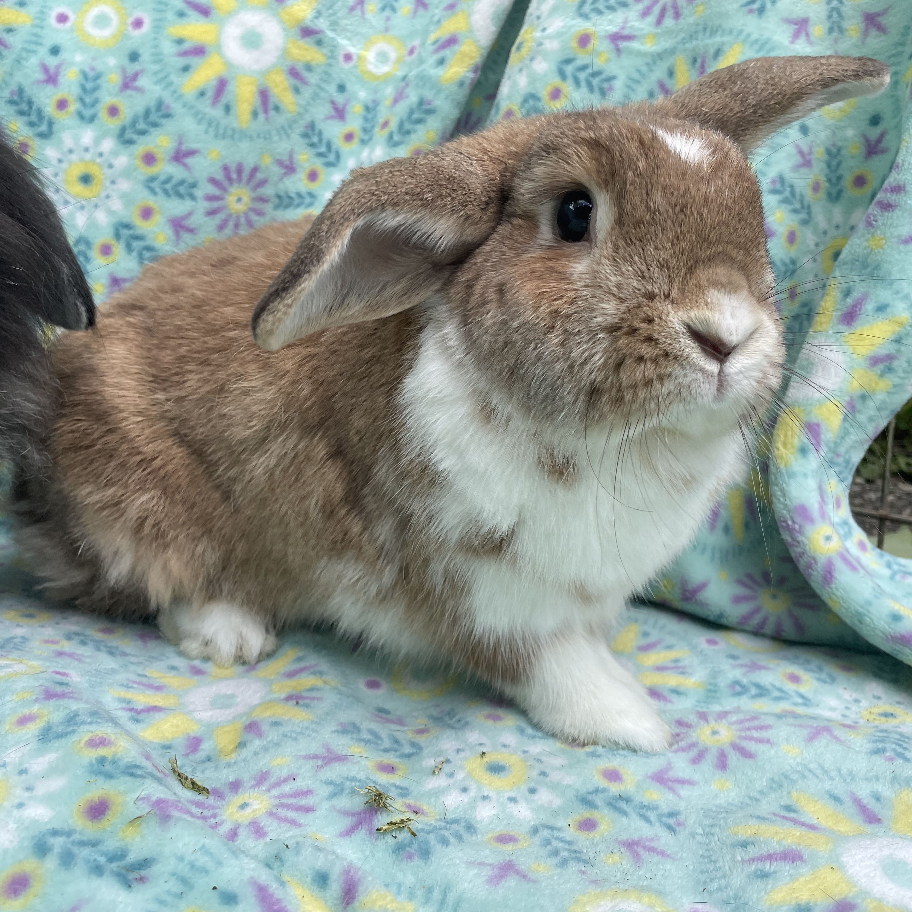 Cocoa, Wrigley, & Cinnamon, a Adoptable mixed breed in Indianapolis, IN image 4/12