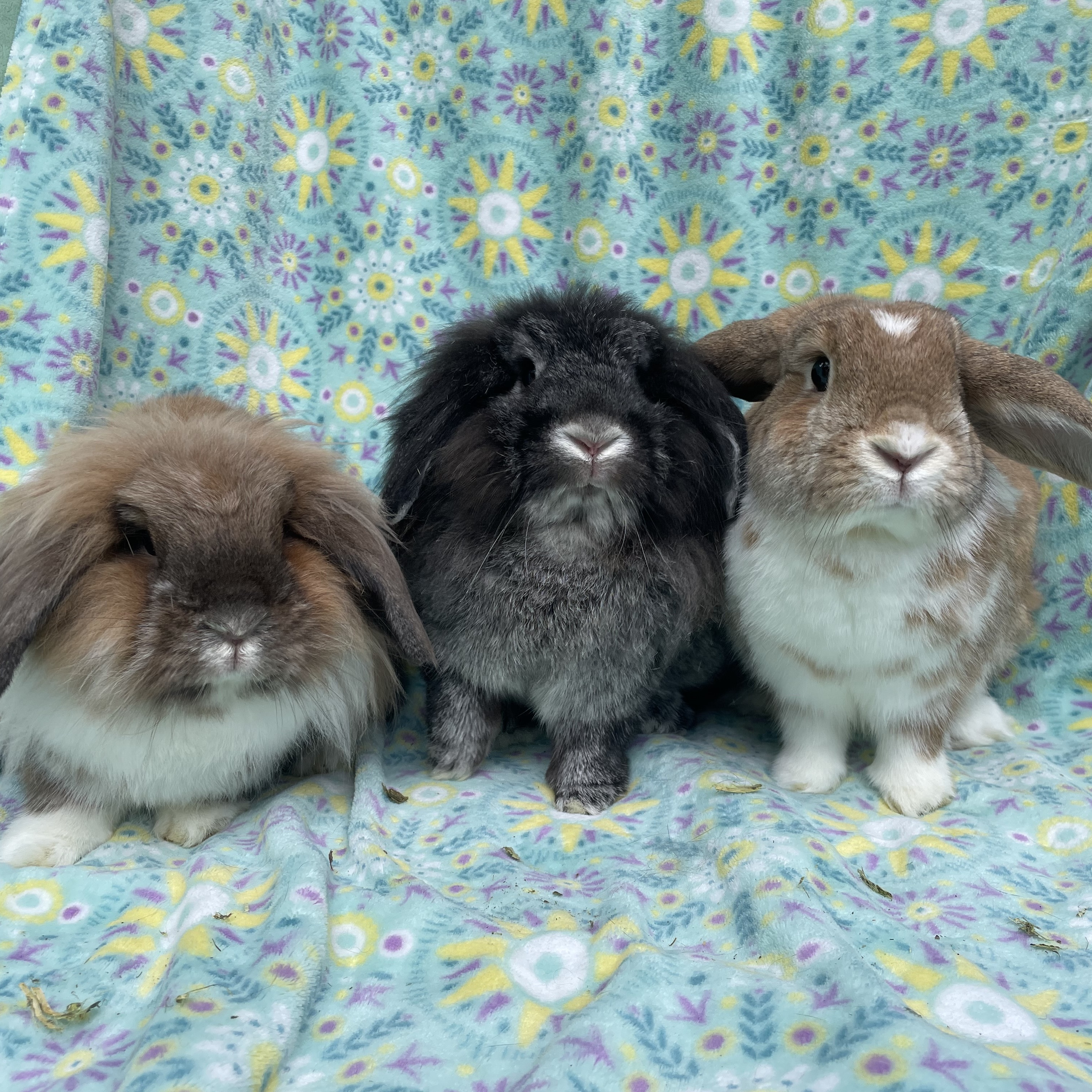 Cocoa, Wrigley, & Cinnamon, a Adoptable mixed breed in Indianapolis, IN image 5/12