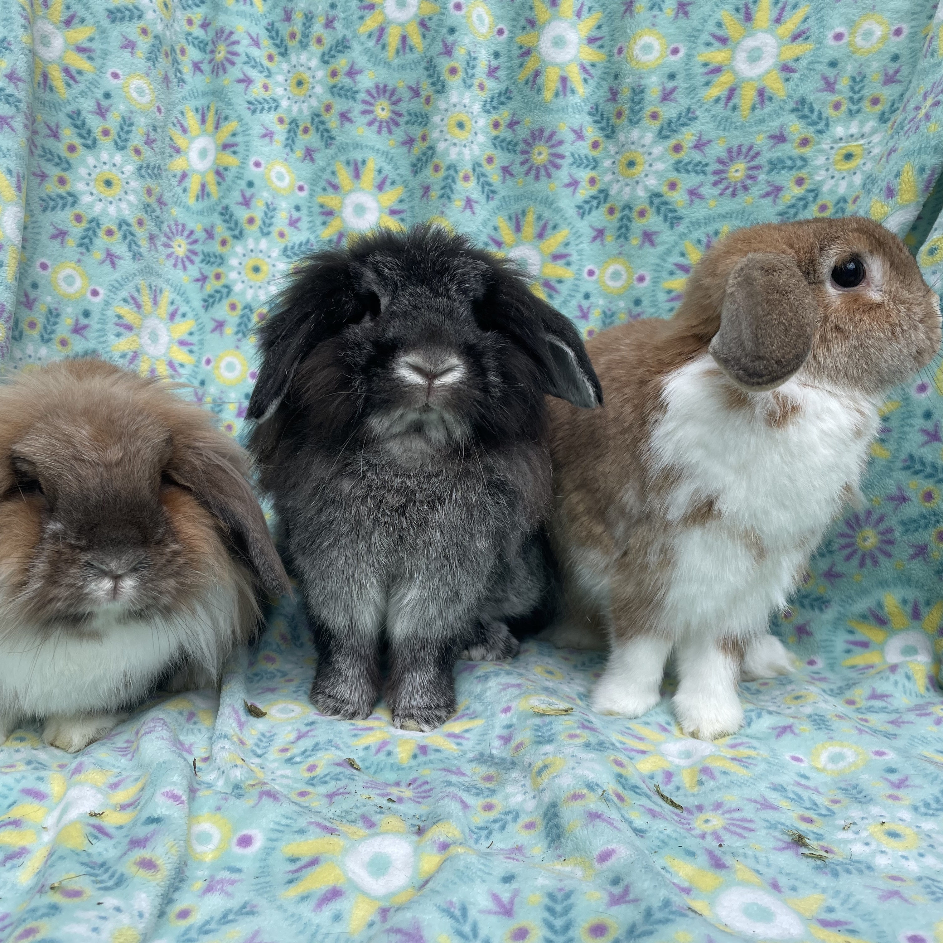 Cocoa, Wrigley, & Cinnamon, a Adoptable mixed breed in Indianapolis, IN image 6/12