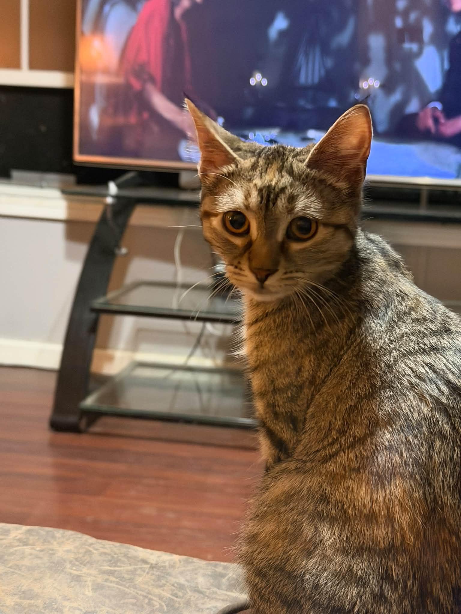 Enlarge Astrid, a Adopted Domestic Short Hair in Cowlesville, NY image 1/1