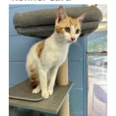 Patch, Adoptable, Young Male Domestic Short Hair.