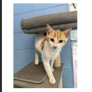 Patch, a Adoptable Domestic Short Hair in Tallahassee, FL image 2/4