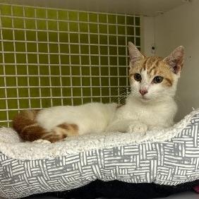 Patch, a Adoptable Domestic Short Hair in Tallahassee, FL image 3/4