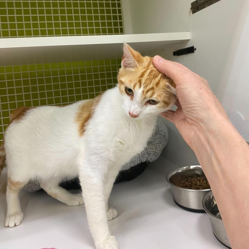 Patch, a Adoptable Domestic Short Hair in Tallahassee, FL image 4/4