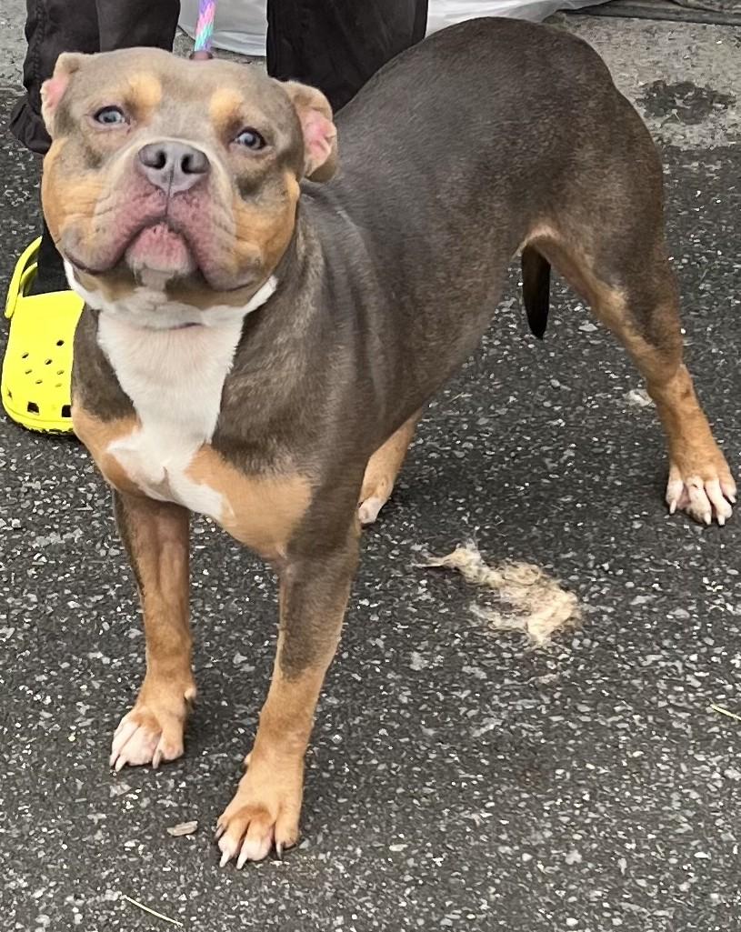 Cheddar, Adopted, Adult Male Pit Bull Terrier.