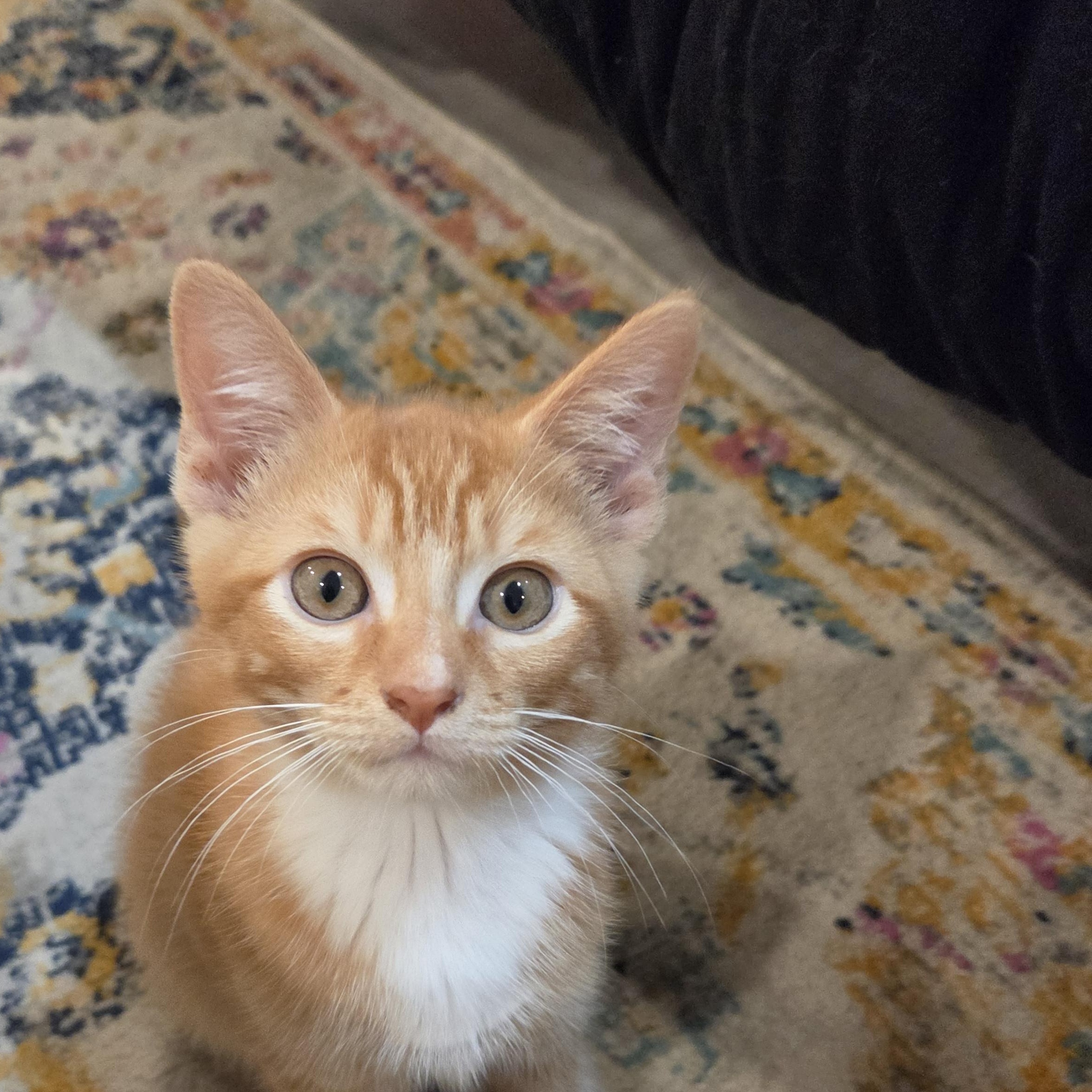 Papaya, a ADOPTABLE Domestic Short Hair in Fort Oglethorpe, GA image 2/6