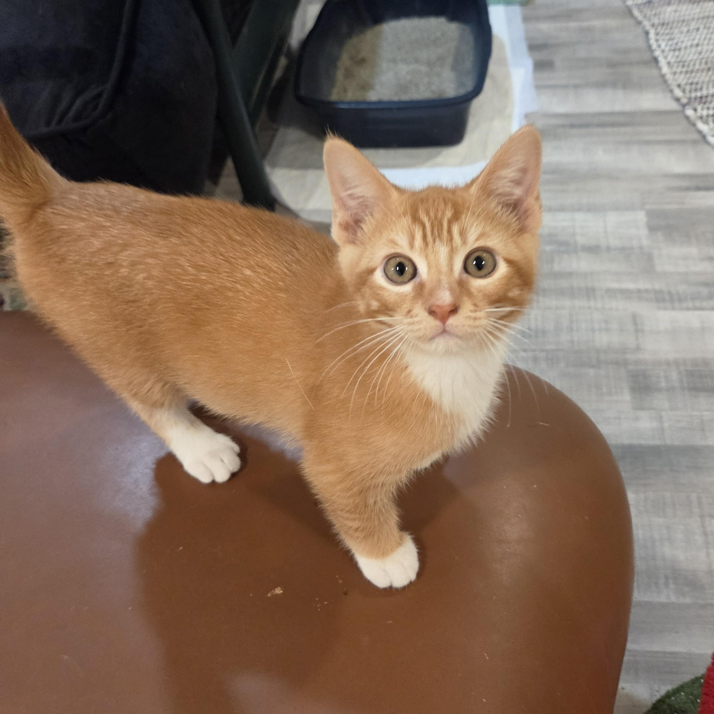 Papaya, a ADOPTABLE Domestic Short Hair in Fort Oglethorpe, GA image 1/6