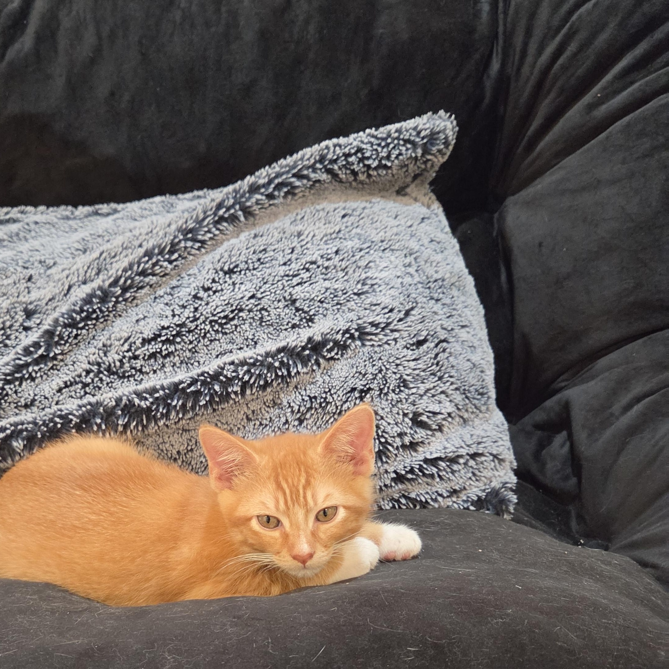 Papaya, a ADOPTABLE Domestic Short Hair in Fort Oglethorpe, GA image 3/6