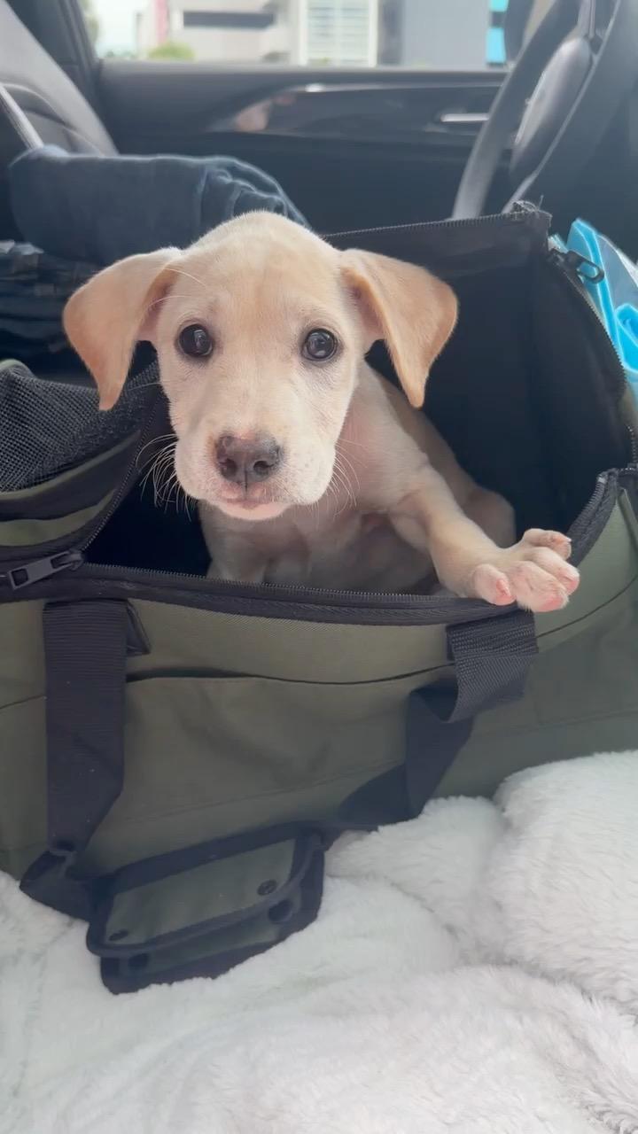 Enlarge Nora - Precious Amora, a Adoption Pending mixed breed in OCEAN, NJ image 6/6