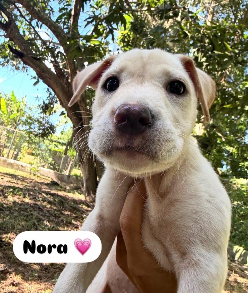 Enlarge Nora - Precious Amora, a Adoption Pending mixed breed in OCEAN, NJ image 3/6