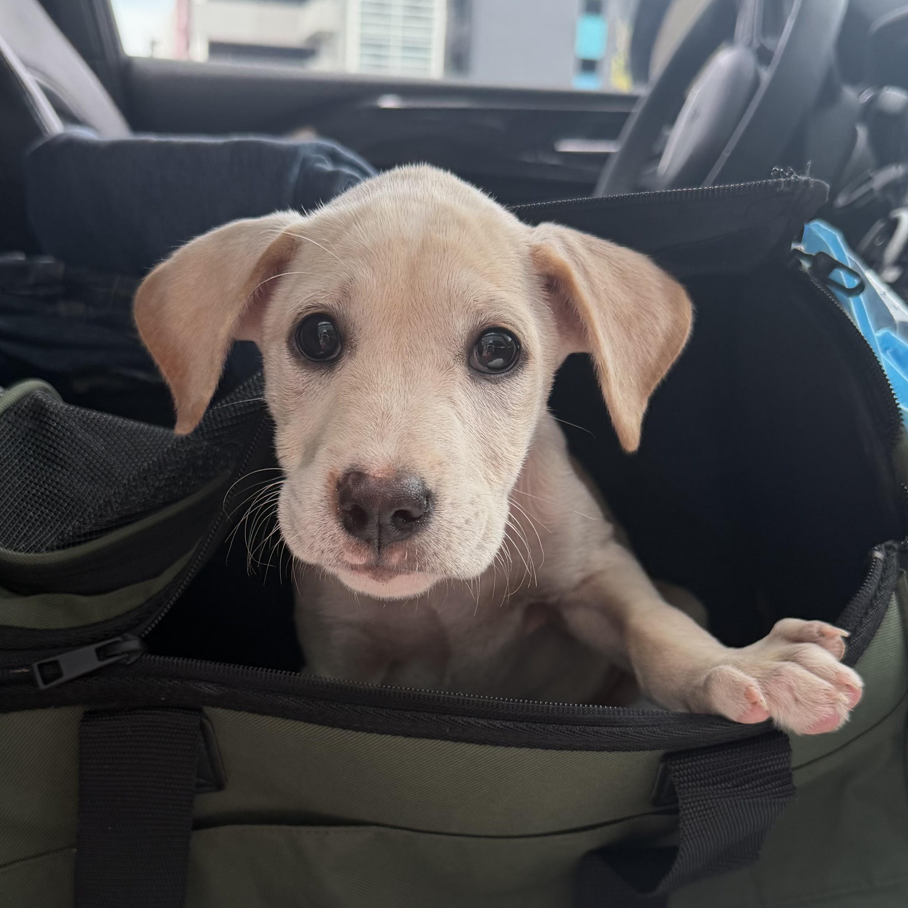 Nora - Precious Amora, Adoptable, Puppy Female Labrador Retriever & Carolina Dog.