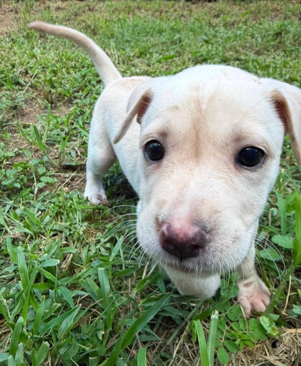 Enlarge Nora - Precious Amora, a Adoption Pending mixed breed in OCEAN, NJ image 2/6