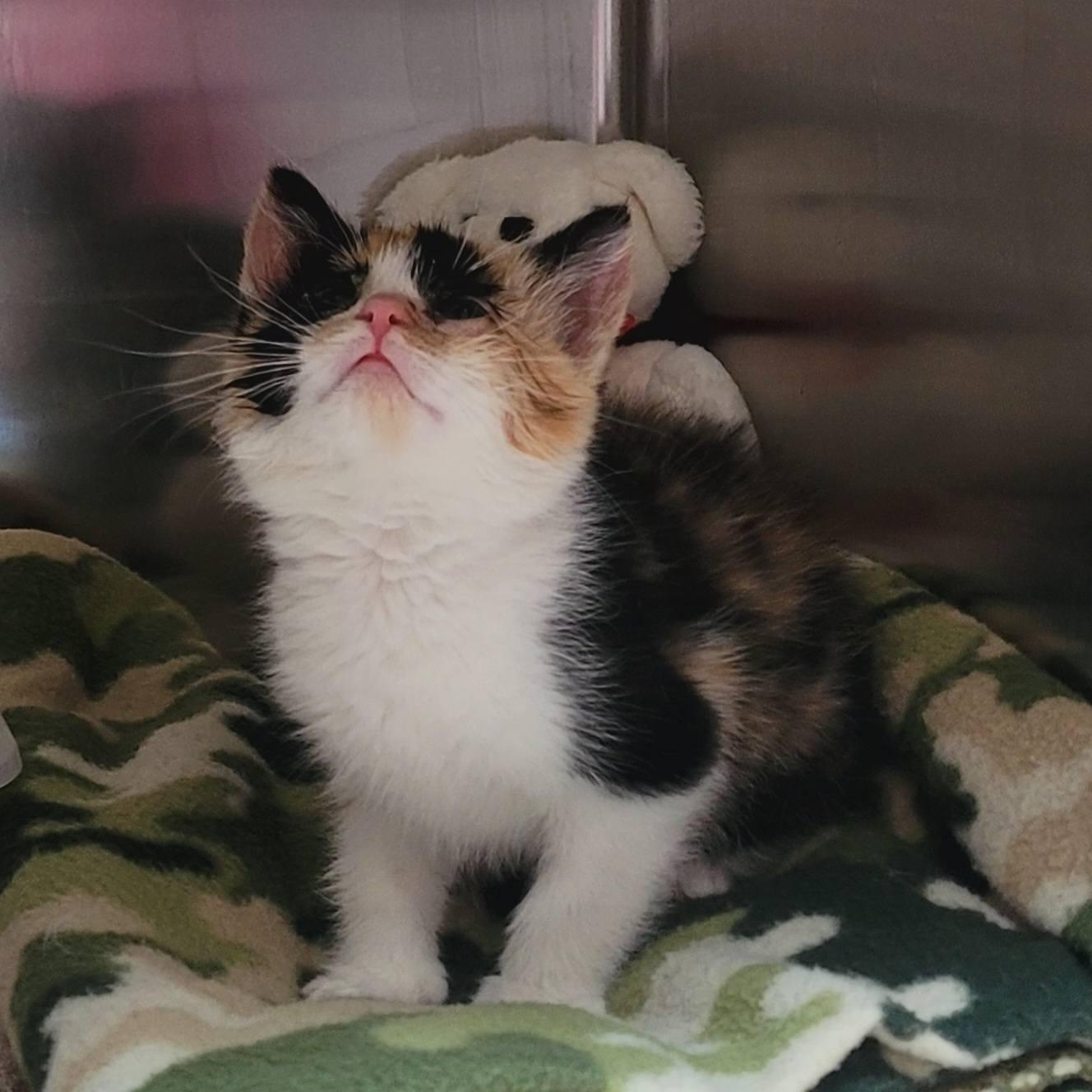 Enlarge Mavis, an adopted Domestic Medium Hair in Tomah, WI image 2/2