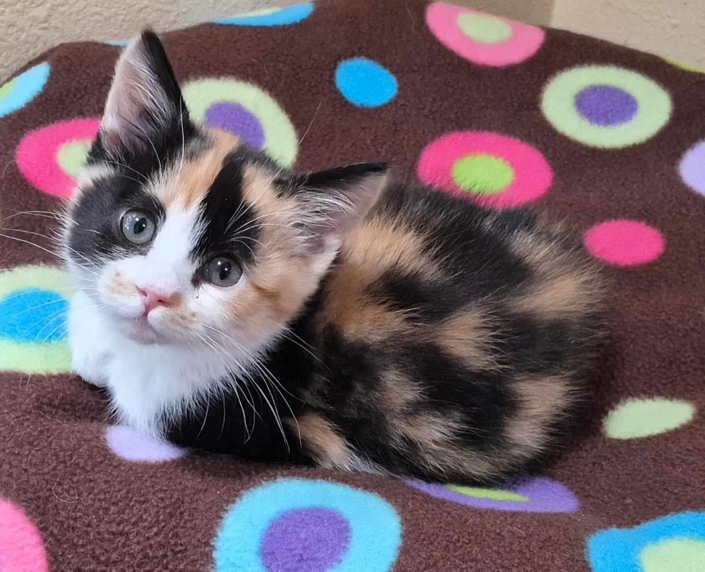 Enlarge Mavis, an adopted Domestic Medium Hair in Tomah, WI image 1/2