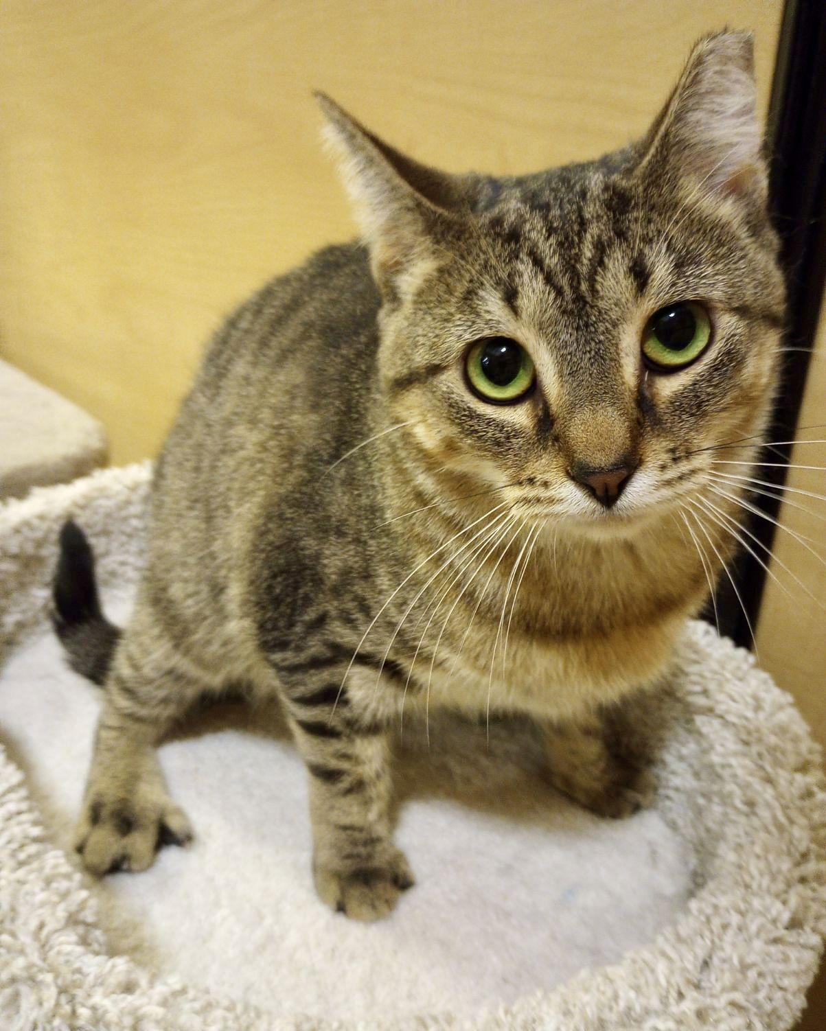 Jane J, a Adoptable Tabby in Fort Myers, FL image 1/2
