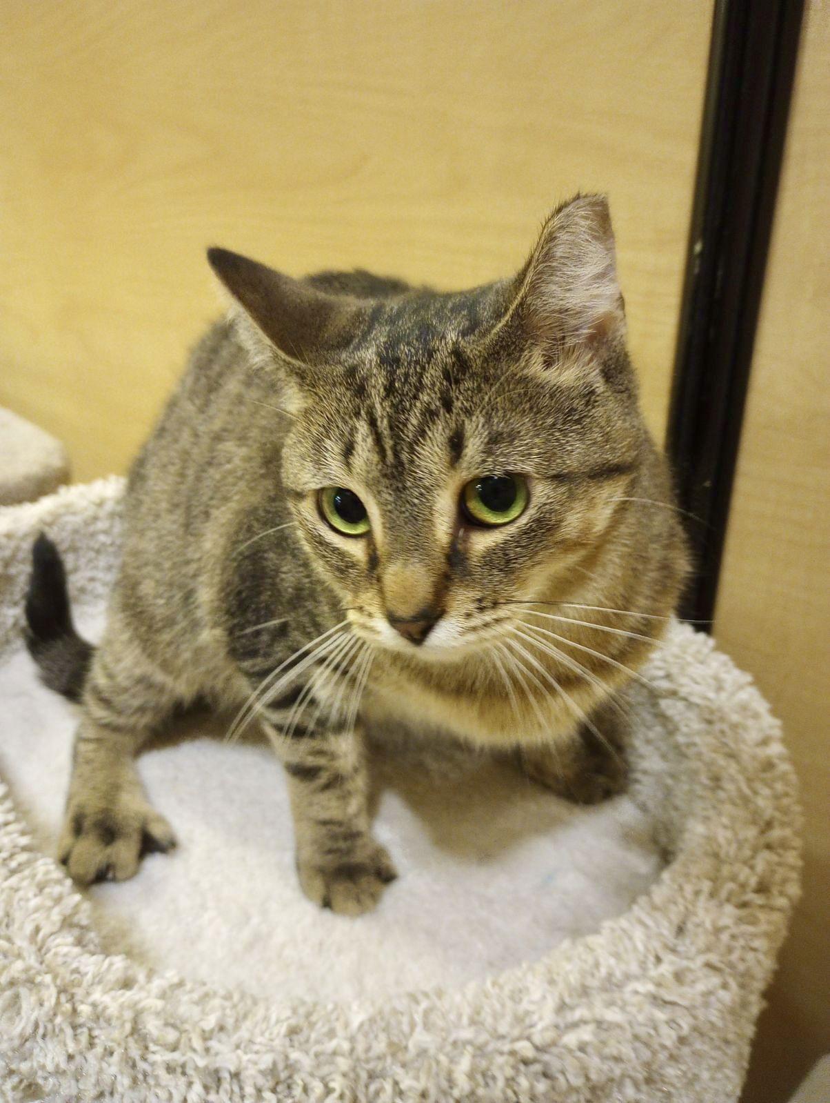 Jane J, a Adoptable Tabby in Fort Myers, FL image 2/2