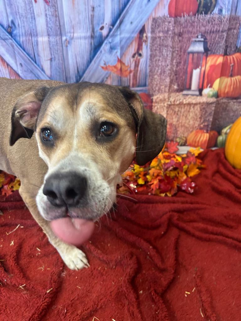 PHILO, Adoptable, Adult Male Beagle & Boxer.
