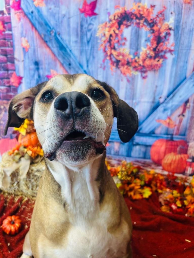 Enlarge PHILO, a Adoptable mixed breed in Wintersville, OH image 2/6