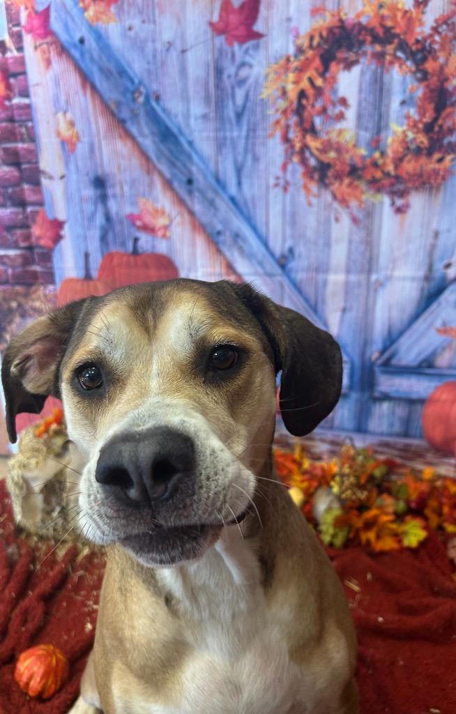 Enlarge PHILO, a Adoptable mixed breed in Wintersville, OH image 3/6